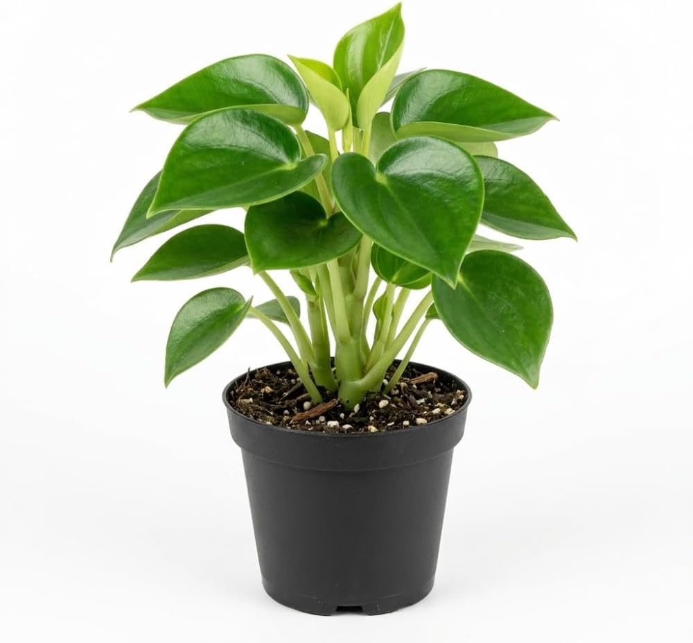 Peperomia Raindrop Live Plant in 4" Pot, Vigorous Potted Indoor Plant Starter with Glossy Teardrop Leaves, Sturdy Low Maintenance Pet-Safe Plant for Home Office & Desk Décor
