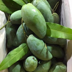 Mallika Mango Tree Live Plant | Fruit Tree 2–3 Ft Tall for Planting | Premium Tropical Mango Variety | Outdoor Fruit Tree for Yard, Patio & Garden Growing | No Ship CA, HI, AK