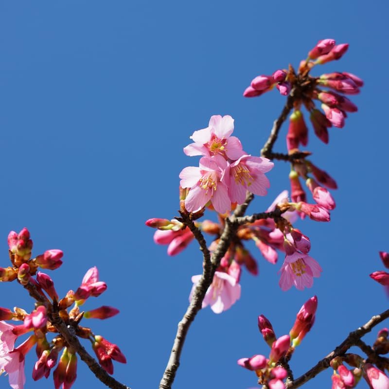 Okame Cherry Tree Live Plant, 6-12 Inch Tall Starter Plant, Japanese Cherry Blossom Tree, Easy Care Flowering Tree for Planting Outdoors