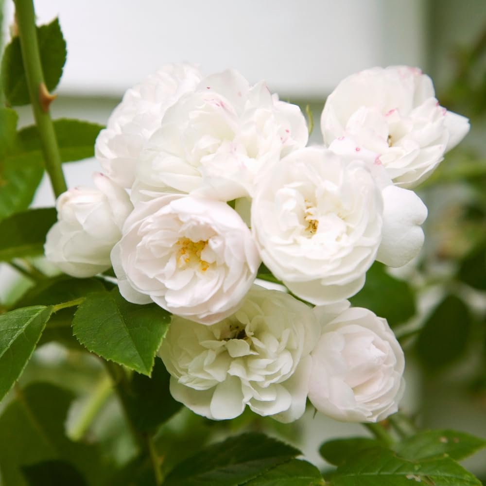 Pink Climbing Roses Live Plant 10-14" Tall in Large Pot, Heirloom Climbing Rose Bush, Fragrant High-Yielding Perennial Flowering Vine for Trellis & Fence