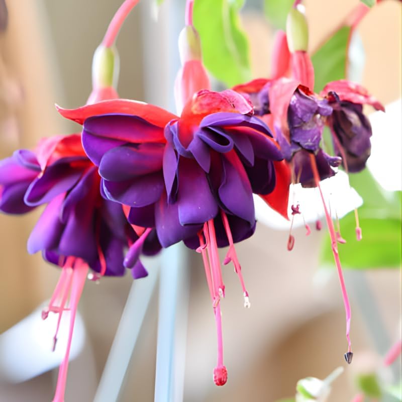 2 Fuchsia Plants Live, Dark Blue & Red Fuchsia, 6-12 Inch Tall, Blue Eye Variety, Trailing Flowering Plant, Ideal for Hanging Baskets