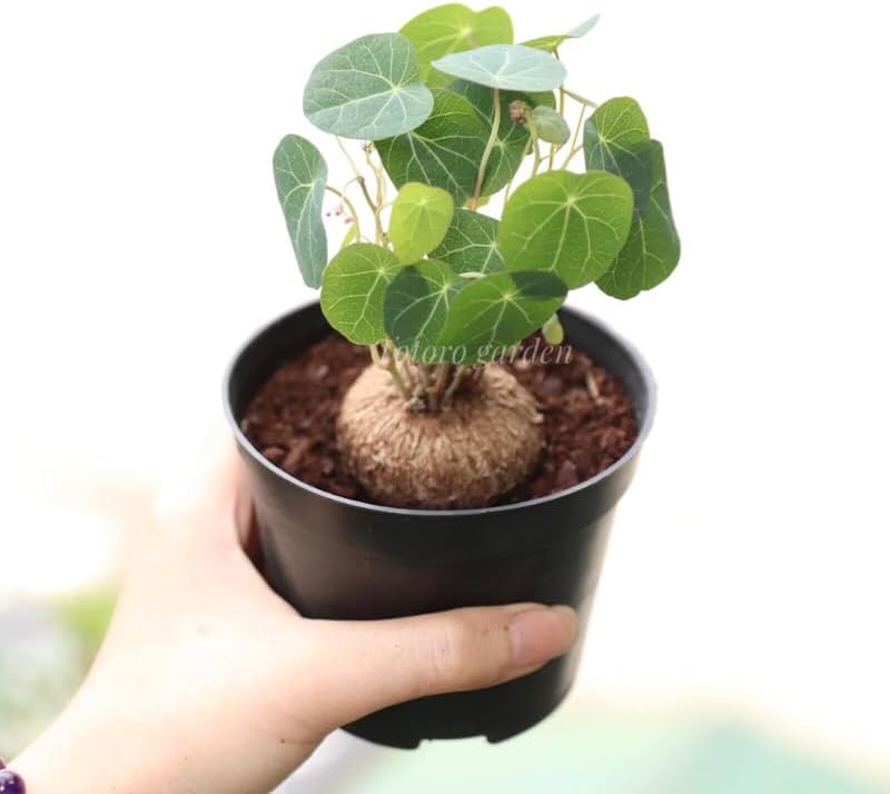 Stephania Cephalantha Live Plant in 3 – 3.5" Inch Pot | Stephania Erecta Plant Bulb | Low-Maintenance Indoor Greenery | Suitable for Desks, Shelves & Modern Décor | Great Botanical Gift