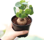 Stephania Cephalantha Live Plant in 3 – 3.5" Inch Pot | Stephania Erecta Plant Bulb | Low-Maintenance Indoor Greenery | Suitable for Desks, Shelves & Modern Décor | Great Botanical Gift