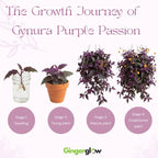 Purple Passion Plant Live, 4-5 Inch Size, Easy to Grow, Low Maintenance Tropical Velvet Vine for Bright Indirect Light