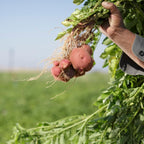 4 Lbs Red Potato Seeds for Planting Outdoors, Heirloom Seed Potatoes, Non GMO Vegetable Seeds