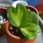 Hoya Kerrii Heart Plant Live, 2 Inch Pot, Hoya Plants Live Houseplants, Unique Indoor Succulent for Desks and Gifts