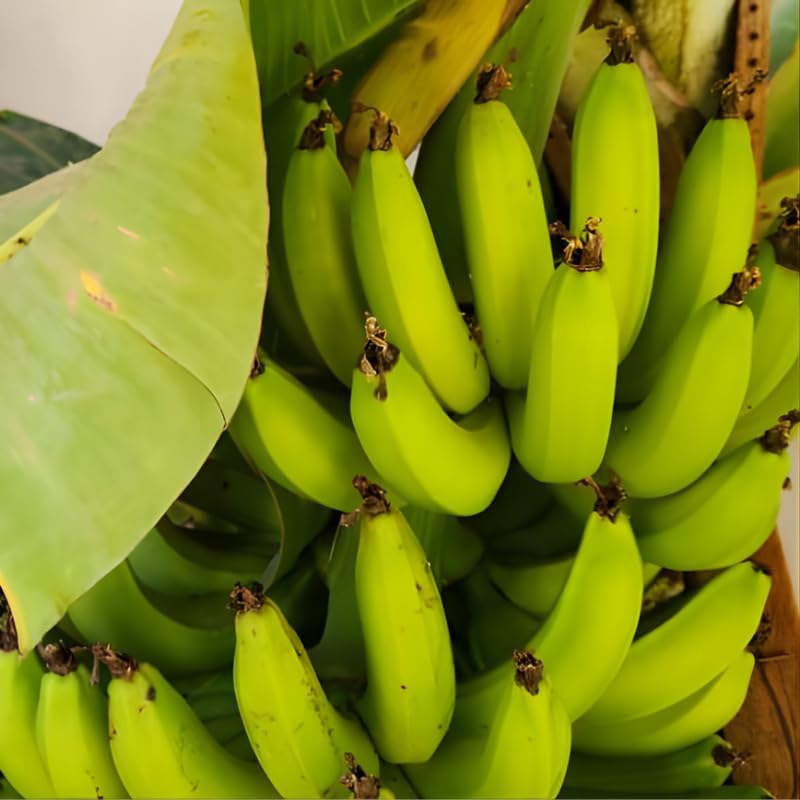 2 Grand Nain Banana Plant Live, Live Banana Tree 12–24 Inch, Easy to Grow Dwarf Banana Tree with Lush Green Foliage