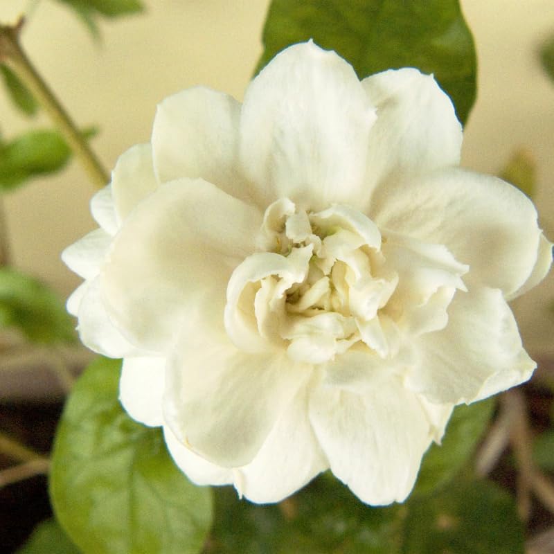 (No Ship to CA,HI,AK) Duke Jasmine Live Plant in 1 Gallon Pot, Vigorous Fragrant Flowering Shrub with Double White Blooms, Sturdy Low Maintenance Plant for Patios & Home Landscapes