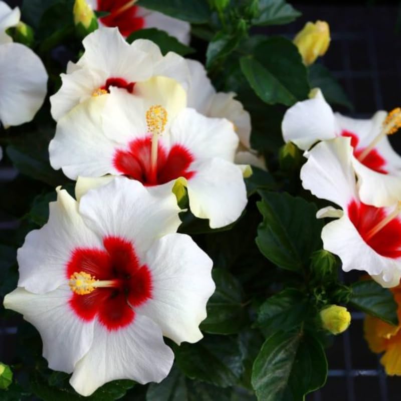 2 Red Heart Althea Rose of Sharon Live Plant | 12–18 Inch Tall | White Hibiscus Plant Featuring Red Center Flowers | Hardy Outdoor Flowering Shrub for Garden, Yard & Landscape Planting
