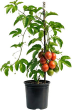 (No Ship to CA, HI, AK) Passionfruit Tree Live Plant, Cold Hardy Red Passion Fruit Plant Live, 1 to 2 Feet Live Passionfruit Tree in 1 Gallon Pot, Suitable for Home and Backyard