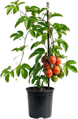 Passionfruit Tree Live Plant, Cold Hardy Red Passion Fruit Plant Live, 1 to 2 Feet Live Passionfruit Tree in 1 Gallon Pot, Suitable for Home and Backyard (No Ship to CA, HI, AK)