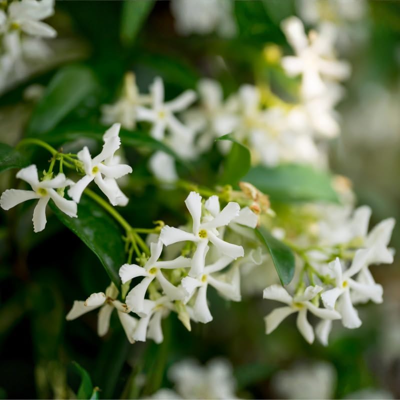 Confederate Jasmine Plant, Well-Rooted 8" Potted Climbing Vine, Low Maintenance Aromatic Evergreen for Sunny Patios