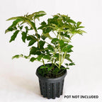 2-Pack Black Elderberry Rooted Cuttings | 8-12" Bare Root Live Plant Seedlings | Fast-Growing Fruit Bearing Shrubs