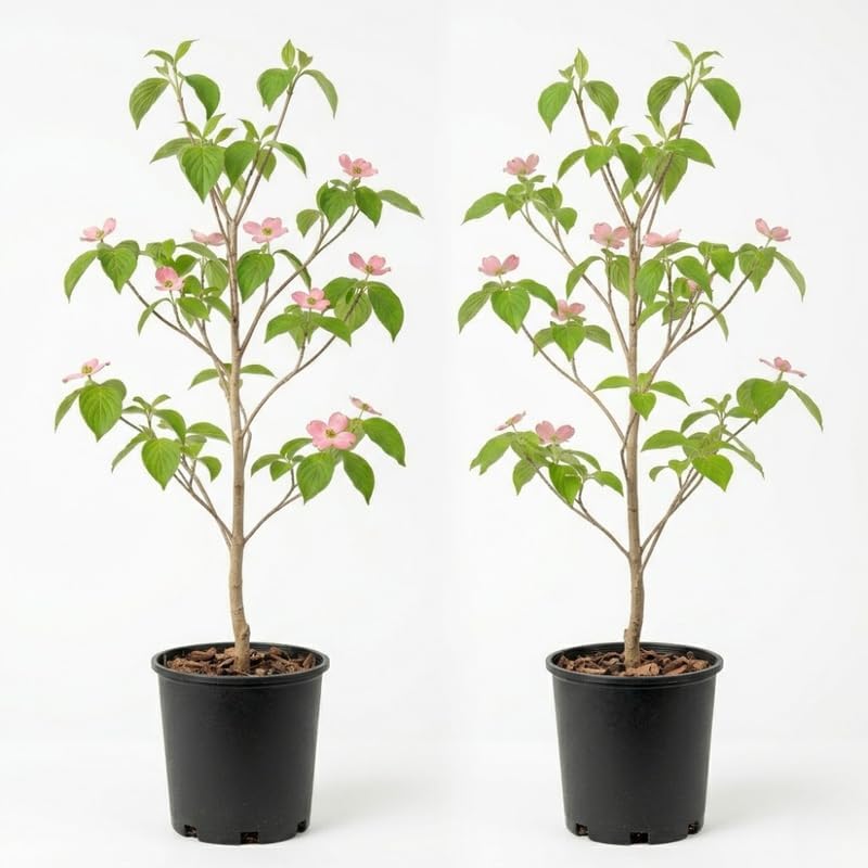 2 White Kousa Dogwood Tree, 12-18 Inch in Quart Pot, Low Maintenance Deciduous Tree, Vigorous Growth Habit with Vibrant Red Autumn Foliage