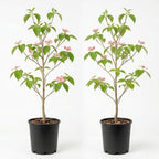 2 White Kousa Dogwood Tree, 12-18 Inch in Quart Pot, Low Maintenance Deciduous Tree, Vigorous Growth Habit with Vibrant Red Autumn Foliage
