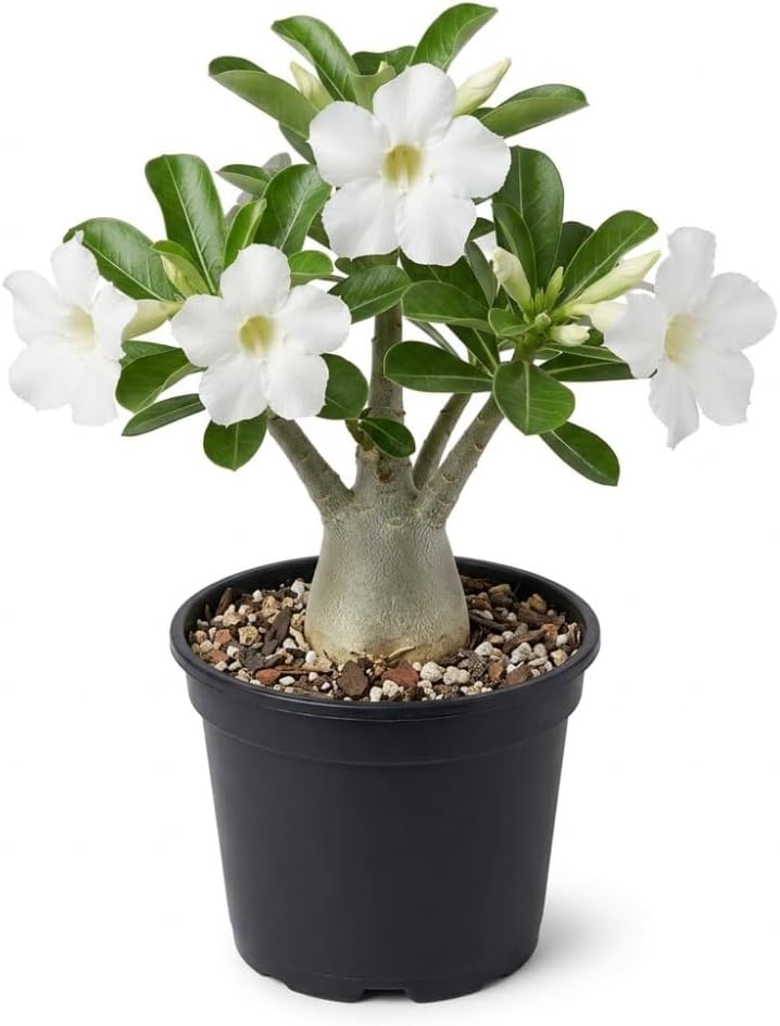 Desert Rose Plant, 6 Inch Potted Adenium Obesum, Low Maintenance Indoor Bonsai Succulent with White Blooms for Home & Patio Décor