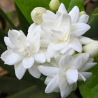 Maid of Orleans Jasmine Plant Live in 4 Inch Pot | Fragrant White-Blooming Jasmine | Easy to Grow Live Jasmine Plant for Indoor Home Décor