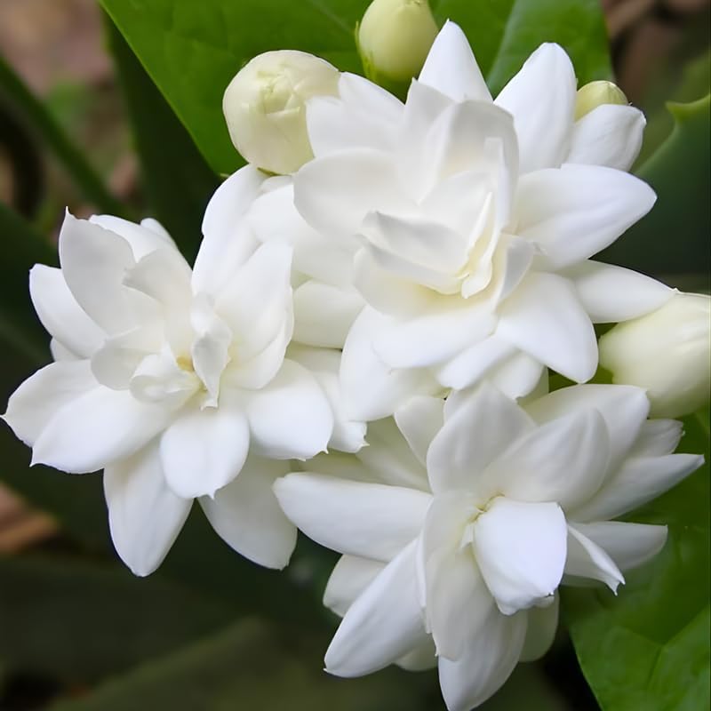 Maid of Orleans Jasmine Plant Live in 4 Inch Pot | Fragrant White-Blooming Jasmine | Easy to Grow Live Jasmine Plant for Indoor Home Décor