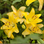 Yellow Asiatic Lily Bulbs, Set 8 Lilly Bulbs for Planting Outdoors, Well-Rooted Plant Starters, Vibrant Yellow Bloom Starters for Home Landscapes and Pots