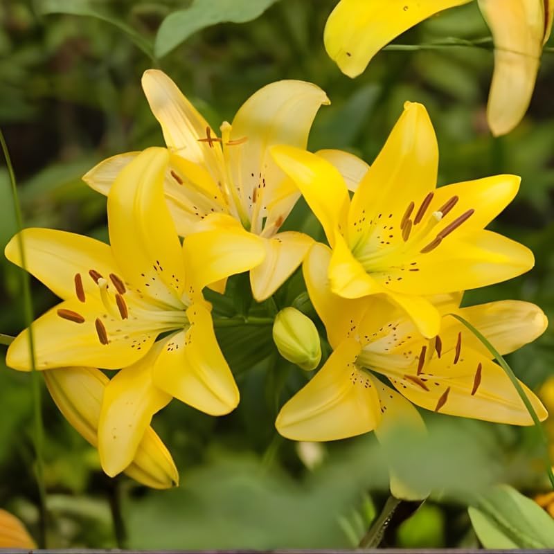 Yellow Asiatic Lily Bulbs, Set 8 Lilly Bulbs for Planting Outdoors, Well-Rooted Plant Starters, Vibrant Yellow Bloom Starters for Home Landscapes and Pots