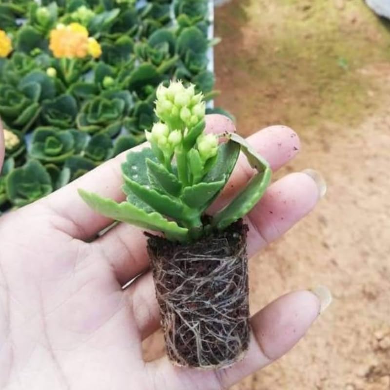 Mother of Thousands Live Plant in 2" Inch Pot | Kalanchoe Succulent Houseplant | Easy-Grow Mother of Thousands Plant for Home & Office Déco