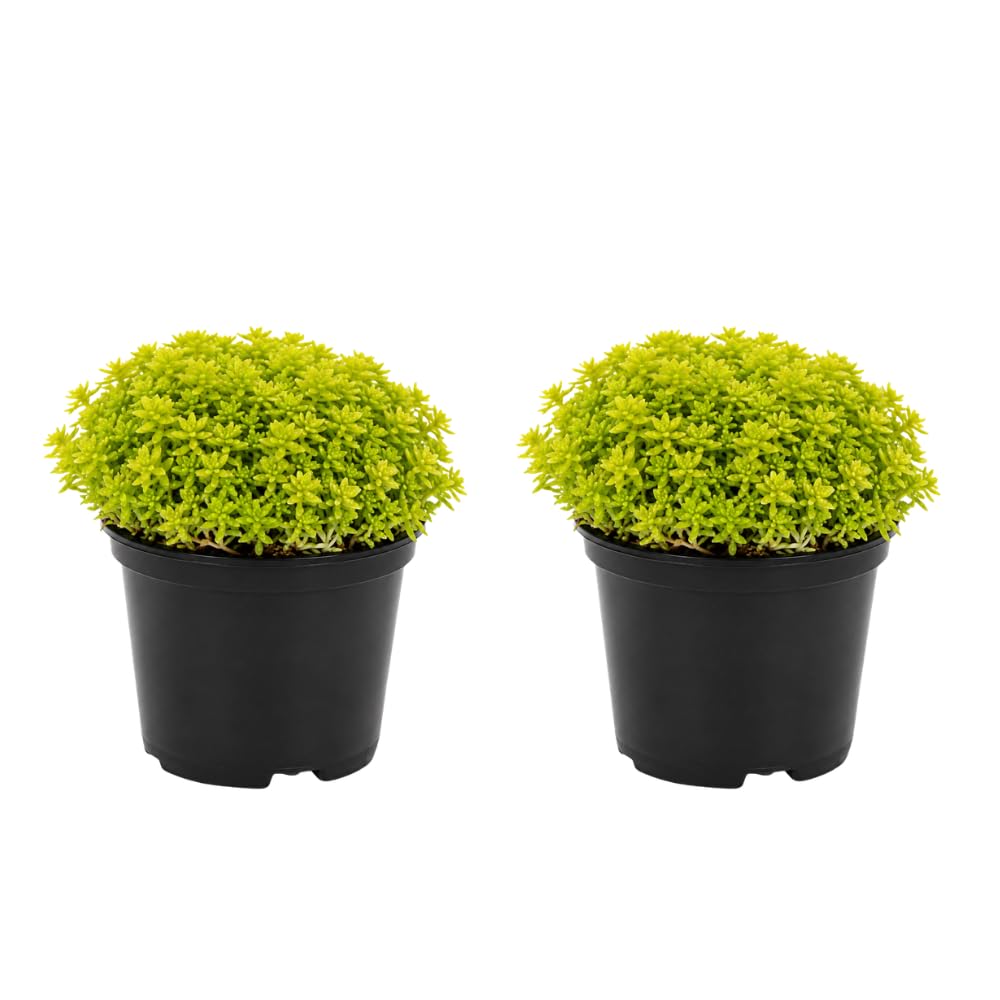 2 Sedum Dasyphyllum Major Succulent Plants, 4 Inch Pot Sedum Plant Live, Hardy, Easy Care Indoor Houseplant, Ideal for Home Décor & Gifts