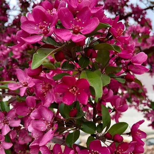 Redbud Tree Live Plant 6–12 Inch | Fast-Growing Spring-Blooming Ornamental Redbud | Low-Maintenance Starter Tree for Home Gardens, Patios & Outdoor Landscaping
