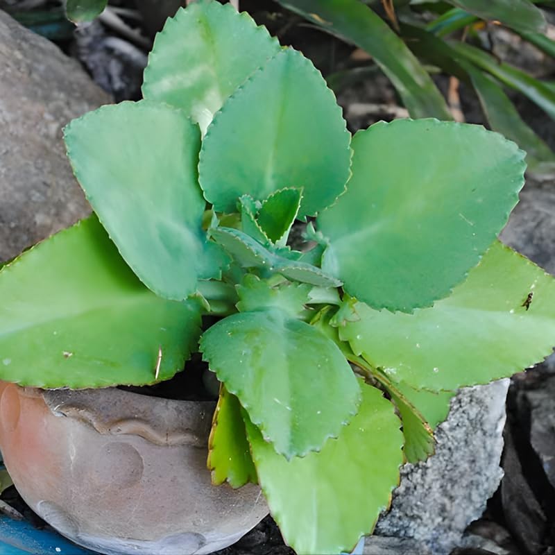 Kalanchoe Mother of Thousands Plant Live in 2" Inch Pot | Ideal Succulent for Indoor & Outdoor Garden| Low-Maintenance Houseplant for Home & Desk