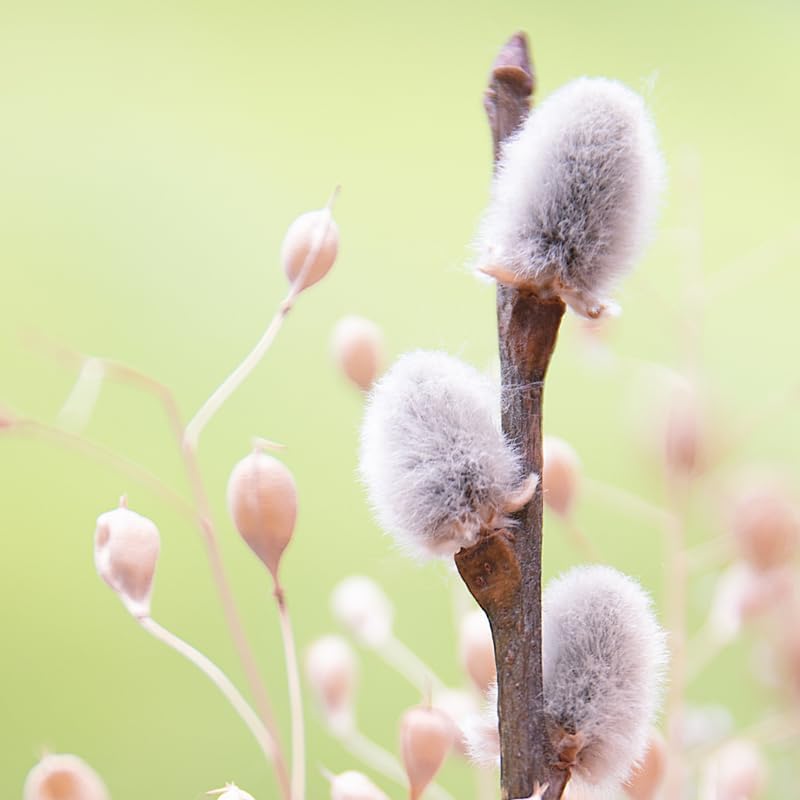 2 Pussy Willow Live Plants – 6 to 12 Inch Tall | Early Spring Blooming Shrubs with Soft Catkins | Hardy and Easy to Grow Shrubs