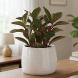 3 Peperomia Plant, Peperomia Clusiifolia Red Margin Live in 2 Inch Pot, Small Indoor Plant for Tabletop Decor, Gifting and Minimalist Spaces