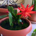 Red Easter Cactus Plants Live 3 Inch Tall | Compact Flowering Easter Cactus, Low Maintenance Indoor Houseplant