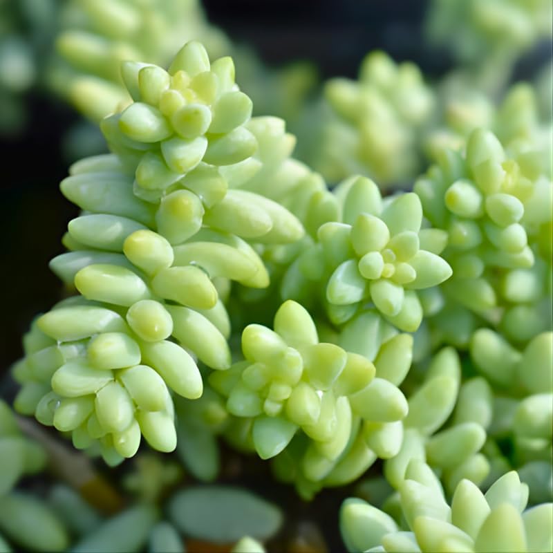 Live Succulents Donkey Tails in 2 Inch Pot, Air-Purifying, Low Maintenance, Perfect for Home and Office Décor, Easy Care Starter Plants