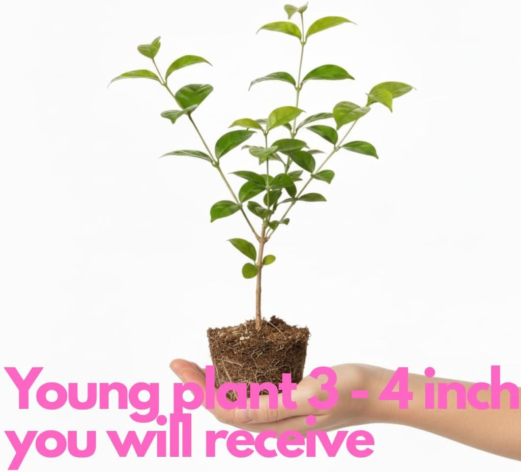 Grand Duke Jasmine Live Plant – 4–5 Inch Tall Tuscany Jasmine | Fragrant Flowering Houseplant | Gift Story Card Included | Friendship & New Home Gift for Women