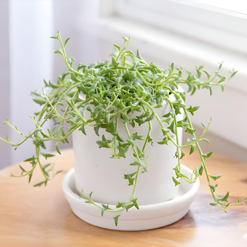 String of Dolphins Plant Live in 4'' Inch Pot | Trailing Succulent & Hanging Houseplant | Dolphin Plants Live Houseplants for Indoor Décor