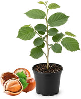 Hazelnut Tree Live Plant,6-10" Potted Nut Starter, Sturdy Cold-Hardy Edible Shrub for Home Landscapes, Sweet Crunchy Nuts & Low Maintenance Hedge