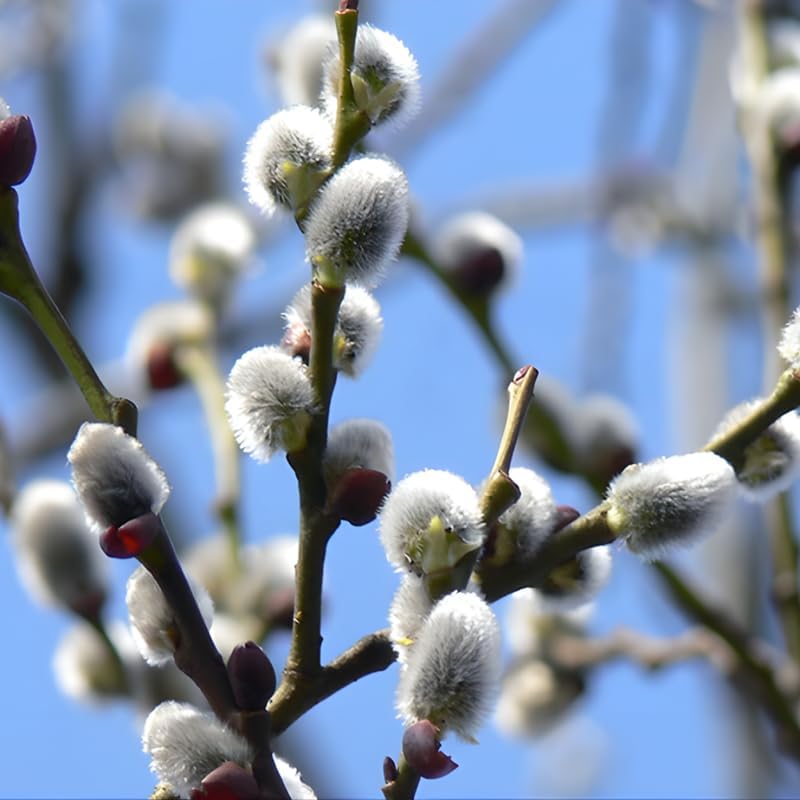 2 French Pussy Willow Live Plants | Pussy Willow Tree Live Plant for Outdoor Planting | 1–2 Feet Tall Well-Established Trees | Ideal for Landscape and Seasonal Interest