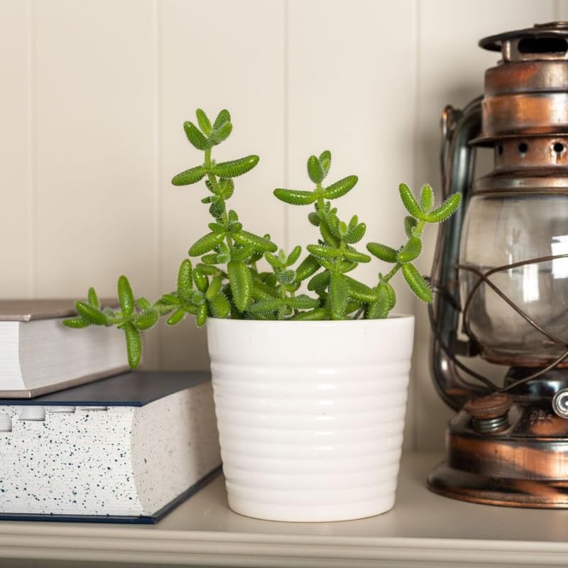 3 Rare Succulent Cactus Plant, Pickle Plant, Delosperma Echinatum Live for Planting in 2 Inch Pot for Tabletop Decor, Gifting and Plant Collections