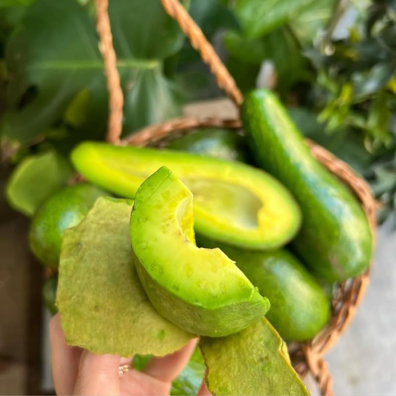(No Ship to CA,HI,AK) Avocado Trees Live Plants - Russell Avocado | 30–36 Inch Tall Potted Plant | Fruit Tree for Outdoor Growing & Home Gardens