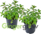 2 Chocolate Mint Plant, 3" Pot, Fresh Herb Plants Live, Mint Plants for Inside Windowsills or Outdoor Garden Beds