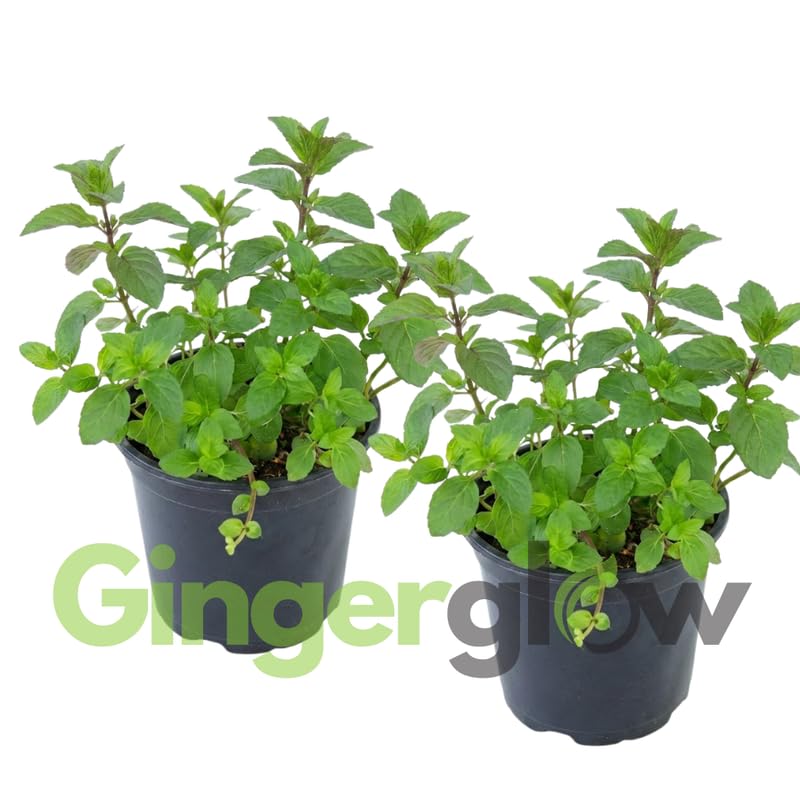 2 Spearmint Plant, 3" Pot, Fresh Herb Plants Live, Mint Plants for Inside Windowsills or Outdoor Garden Beds