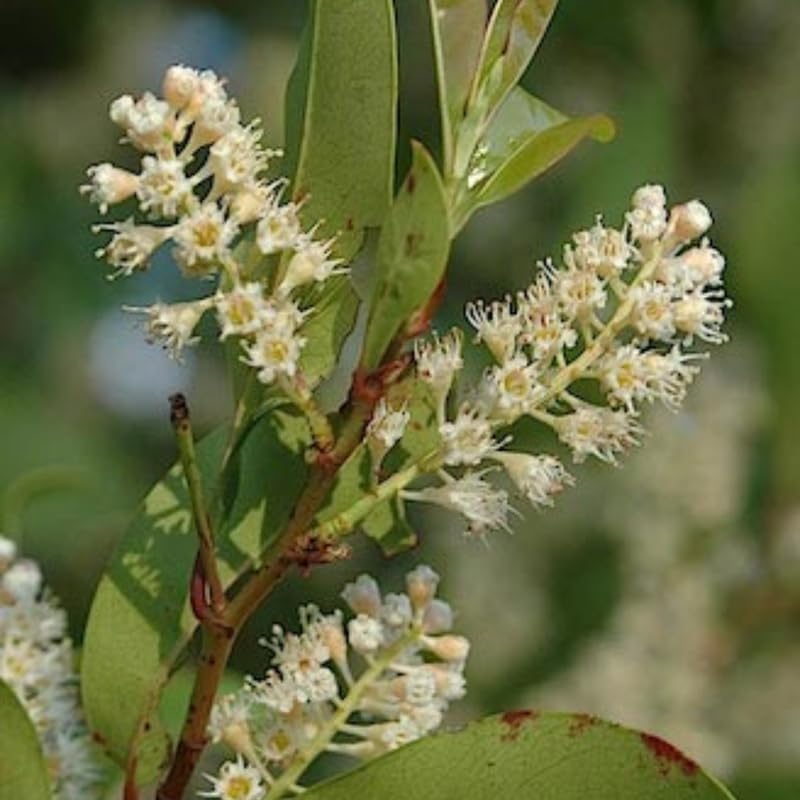 2 Cherry Laurel Tree Live Plants | 1-2ft Bare Root Seedlings | Low Maintenance Evergreen Ornamental Shrub | Robust Well-Rooted Plants