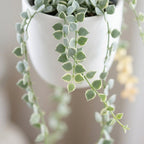 Dischidia Million Hearts Live Succulent Plant in 3" Pot, Hardy, Low Maintenance, Exotic House Plant for Home, Room, Office Decor, Great House Warming Gifts