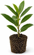 Bay Leaf Live Plant, 5-7 Inch Sweet Bay Tree Starter, Vigorous Culinary Herb for Indoor Kitchen Gardens & Outdoor Landscapes, Sturdy Aromatic Leaves
