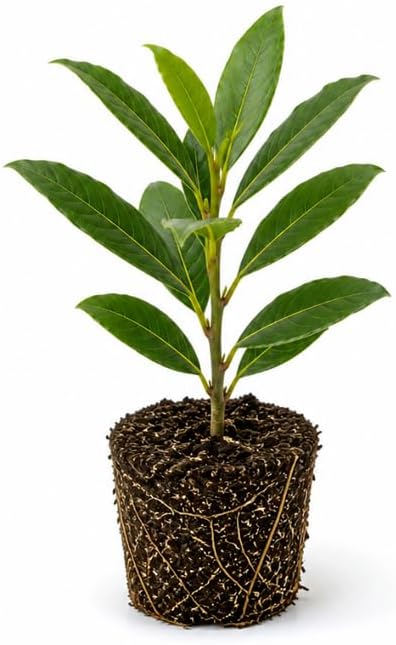 Bay Leaf Live Plant, 5-7 Inch Sweet Bay Tree Starter, Vigorous Culinary Herb for Indoor Kitchen Gardens & Outdoor Landscapes, Sturdy Aromatic Leaves