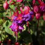 Fuchsia Plants Live, Gold and Red Foliage, 6-12 Inch Tall, Autumnale Variety, Trailing Flowering Plant, Ideal for Hanging Baskets
