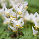 5 Live Dutchman’s Breeches Bare Root Plant, Easy Care, Low Maintenance, Early Spring Blooming Perennial, Ideal for Shade Gardens & Woodland Landscapes