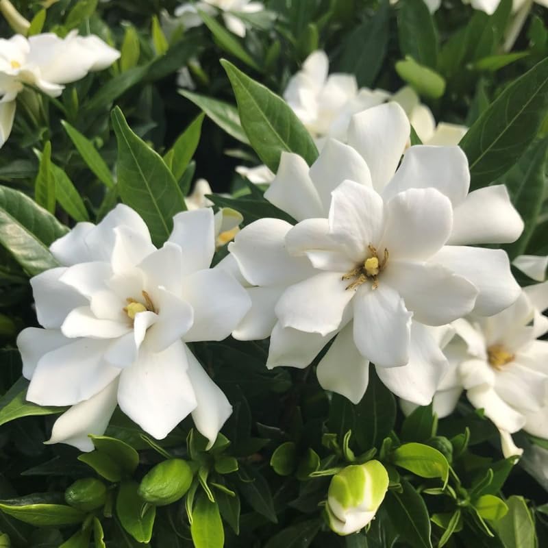 Frostproof Gardenia Jasmine Plant Indoor Live in 4 Inch Pot | Cold Hardy White-Blooming Jasmine | Easy to Grow Live Jasmine Plant for Indoor & Patio Décor