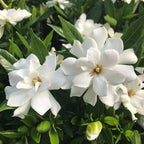 Frostproof Gardenia Jasmine Plant Indoor Live in 4 Inch Pot | Cold Hardy White-Blooming Jasmine | Easy to Grow Live Jasmine Plant for Indoor & Patio Décor