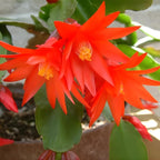 Red Easter Cactus Plants Live 3 Inch Tall | Compact Flowering Easter Cactus, Low Maintenance Indoor Houseplant