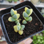 Jade Plant Live in 4" Inch Pot | Variegated Crassula Ovata | Great for Collections, Gifts & Small Spaces